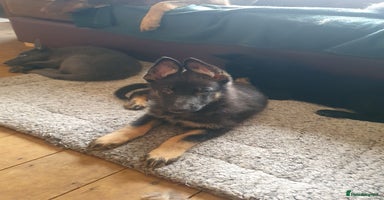 German Shepherd dogs - Advert 5