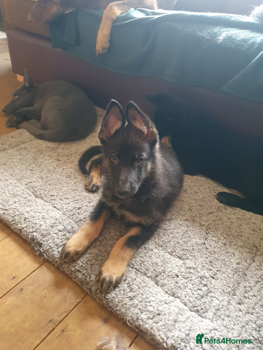 German Shepherd dogs for sale: 10 German Shepherd puppies for sale - Image 3