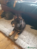 German Shepherd dogs - Advert 15