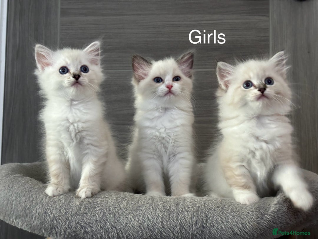 Ragdoll cats for sale: Attention🎈Rare Kitten  - Image 19