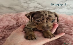 Miniature Dachshund dogs for sale: Stunning miniature dachshund puppies - Image 5