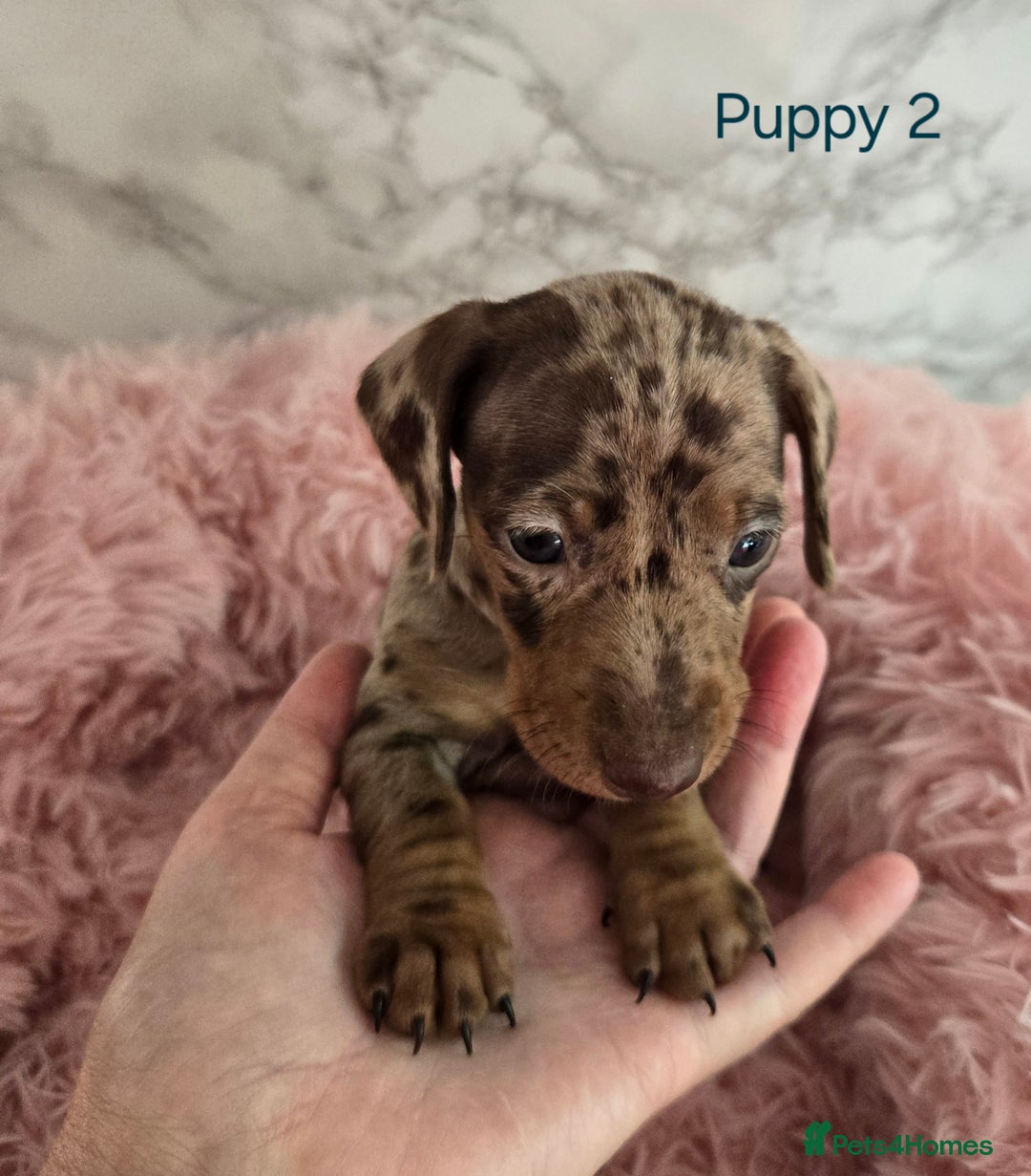 Miniature Dachshund dogs for sale: Stunning miniature dachshund puppies - Image 5