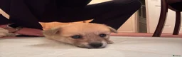 Mixed Breed dogs for sale: Pomeranian cross Jack Russell puppy in Swadlincote - Advert 6