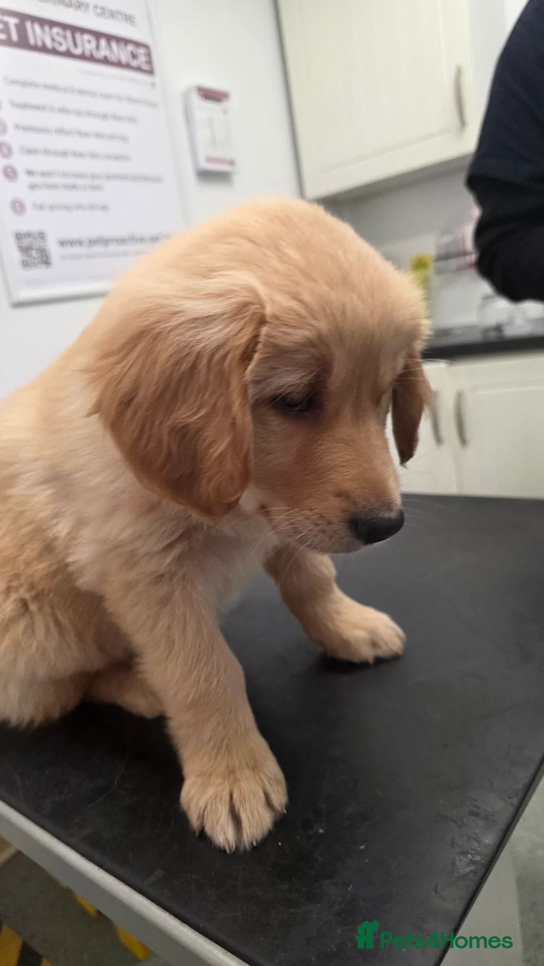 Golden Shepherd dogs for sale: Golden shepherd girl - Advert 11