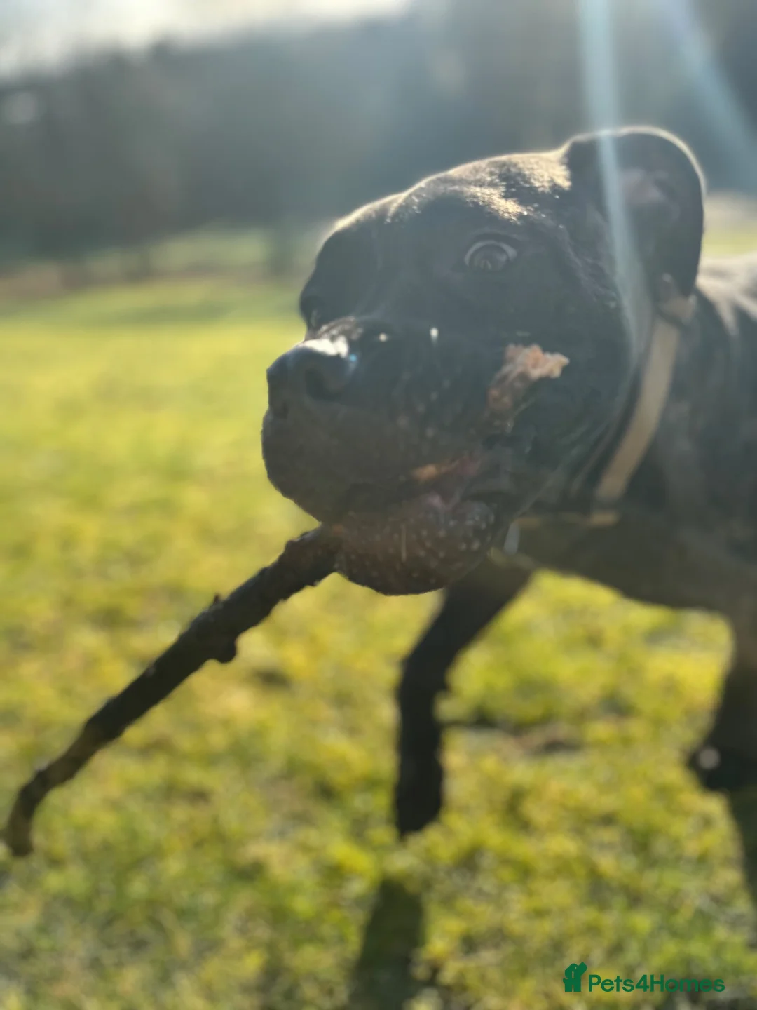 Mastiff dogs for sale: 1 year old female mastiff  - Advert 3