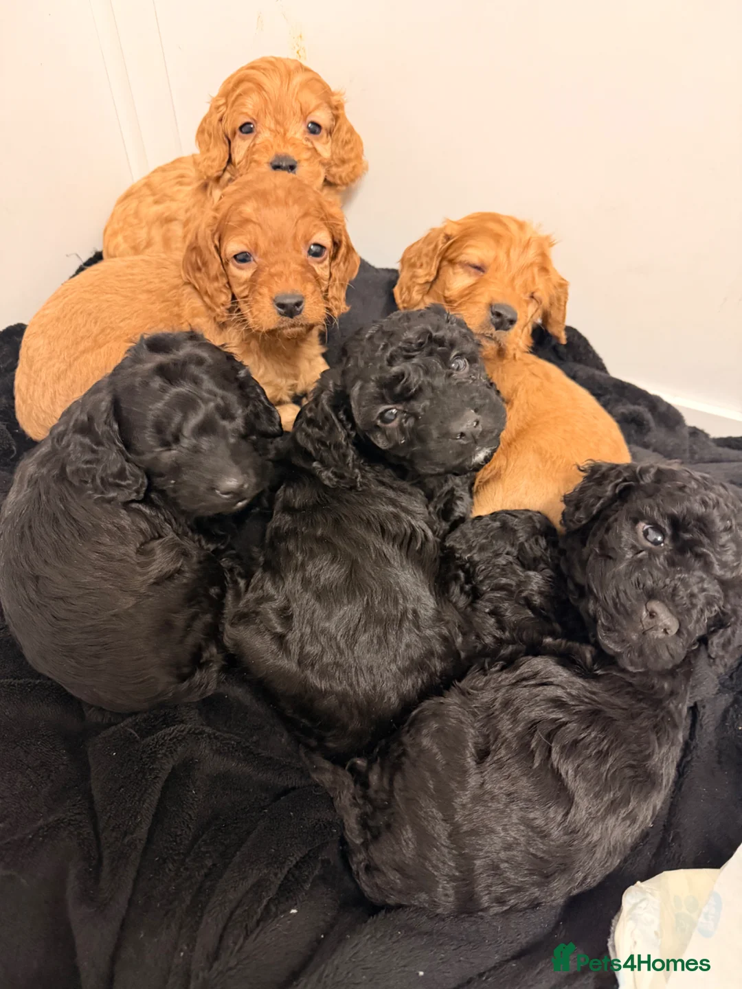 Cockapoo dogs for sale: Toy cockapoos  - Advert 5
