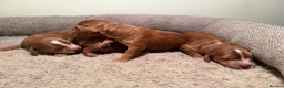 Cockapoo dogs for sale: Dark Fox red F1 toy / show cocker health tested - Advert 7
