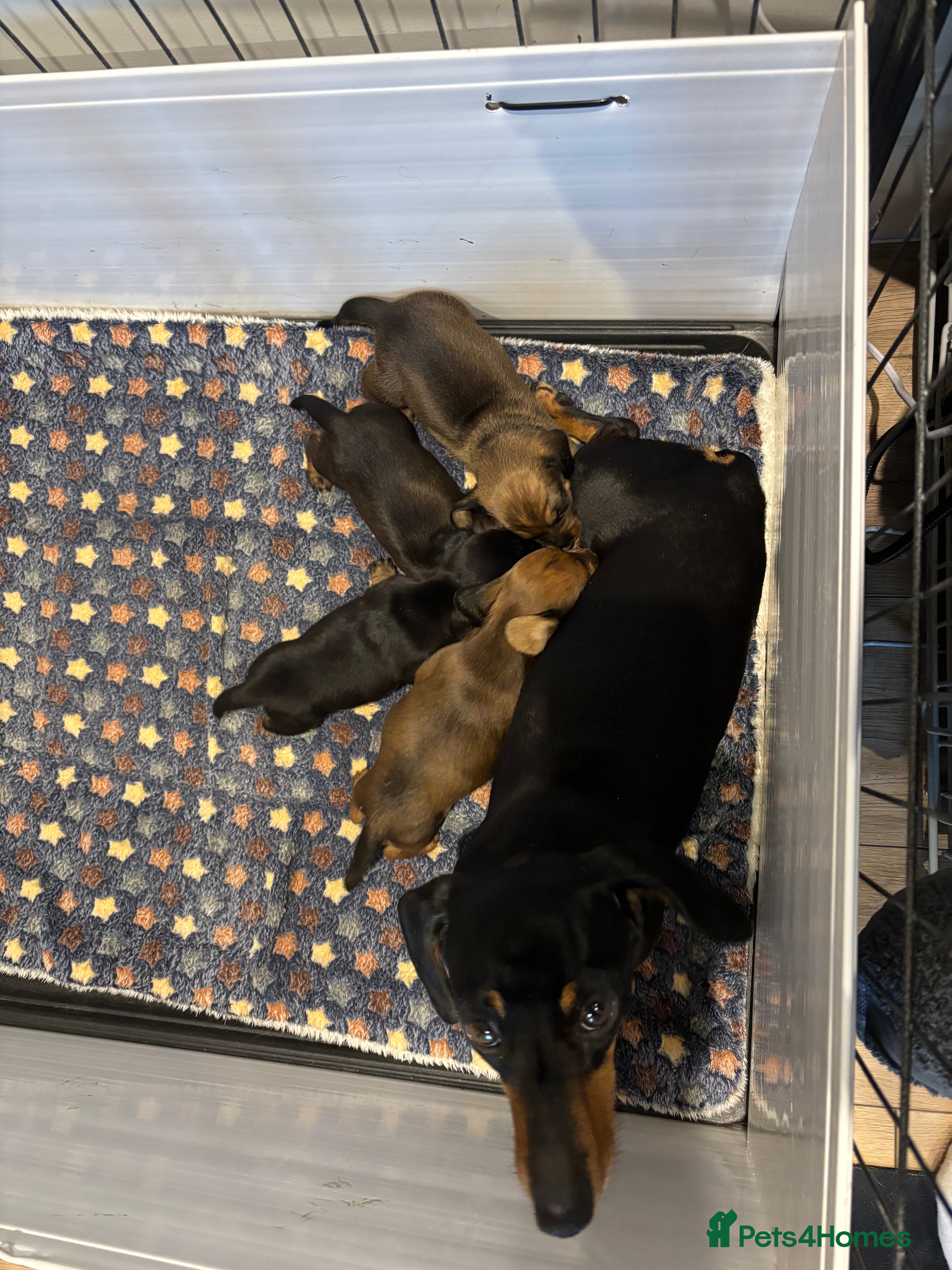 Miniature Dachshund dogs Smooth mini dachshunds  - Advert 12