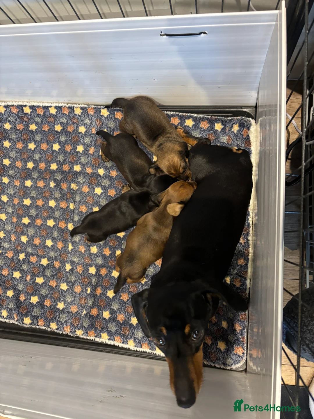 Miniature Dachshund dogs for sale: Smooth mini dachshunds  - Advert 1