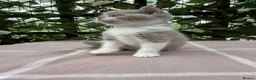 British Shorthair cats for sale: Lilac bi British shorthairs  - Advert 6