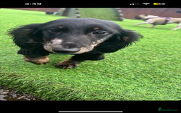 Mixed Breed dogs for sale: Lenny & Lulu - Image 13