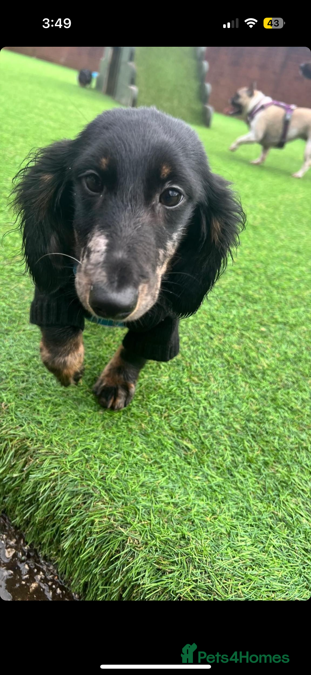 Mixed Breed dogs for sale: Lenny & Lulu - Image 13