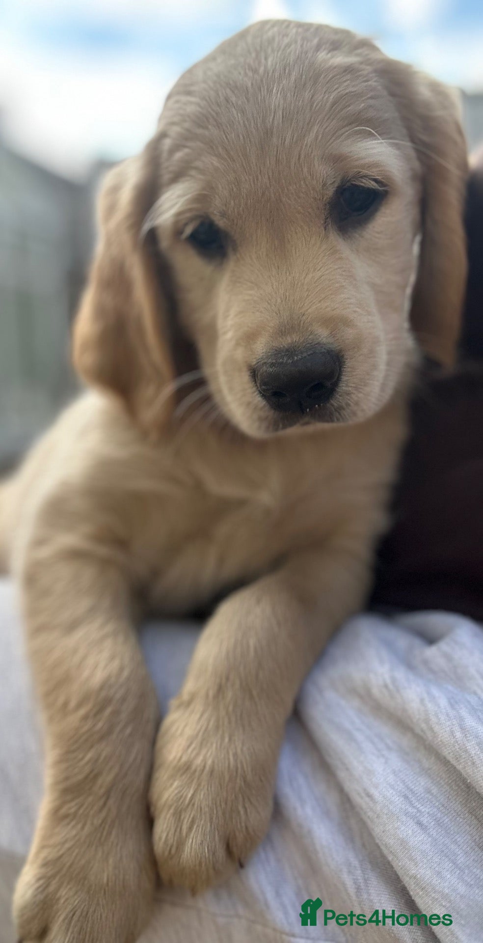 Golden Retriever dogs *LAST KC girl ready to leave NOW!* - Advert 2