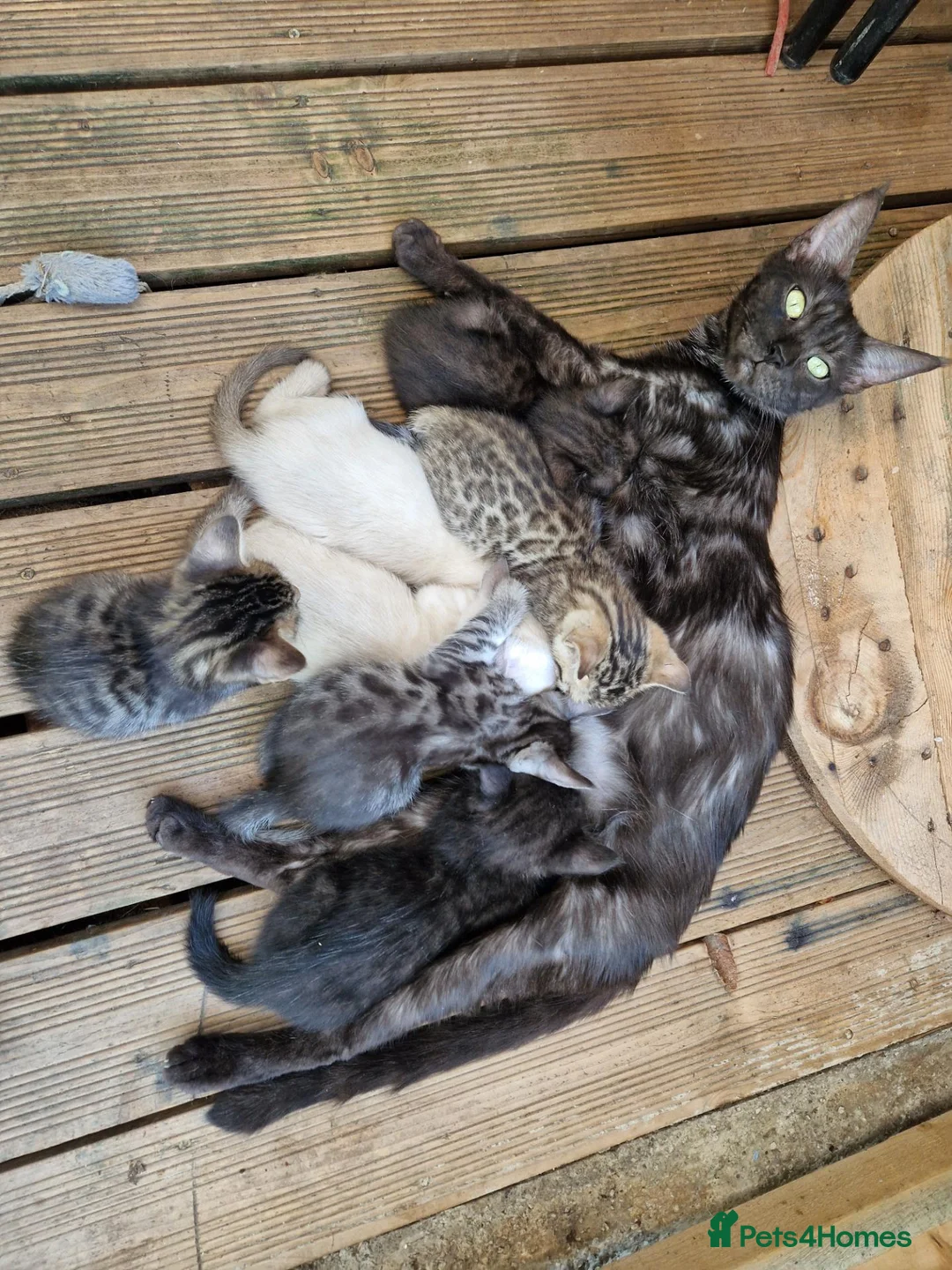 Mixed Breed cats for sale: Bengal,Siamese, Maine coon mix kittens.  - Advert 1