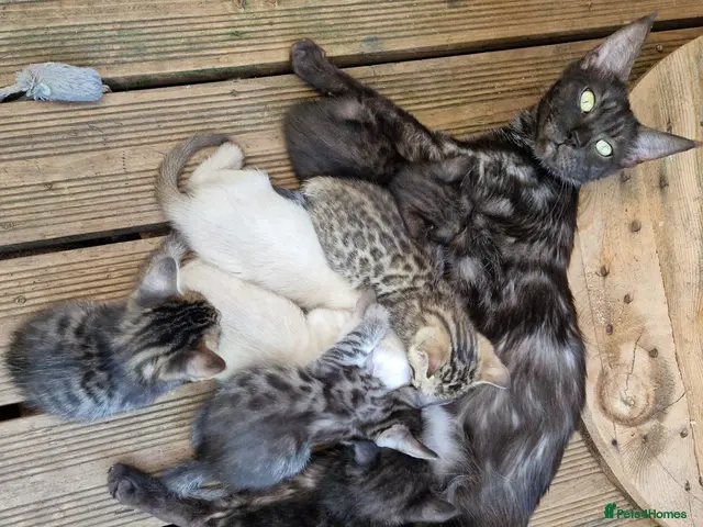 Mixed Breed cats Bengal,Siamese, Maine coon mix kittens. - Advert 21