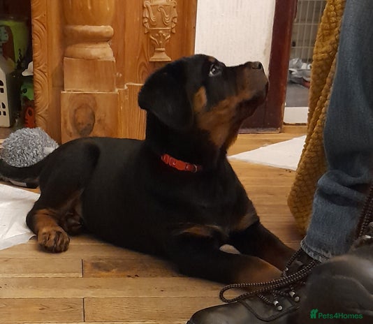 Rottweiler dogs - Advert 6