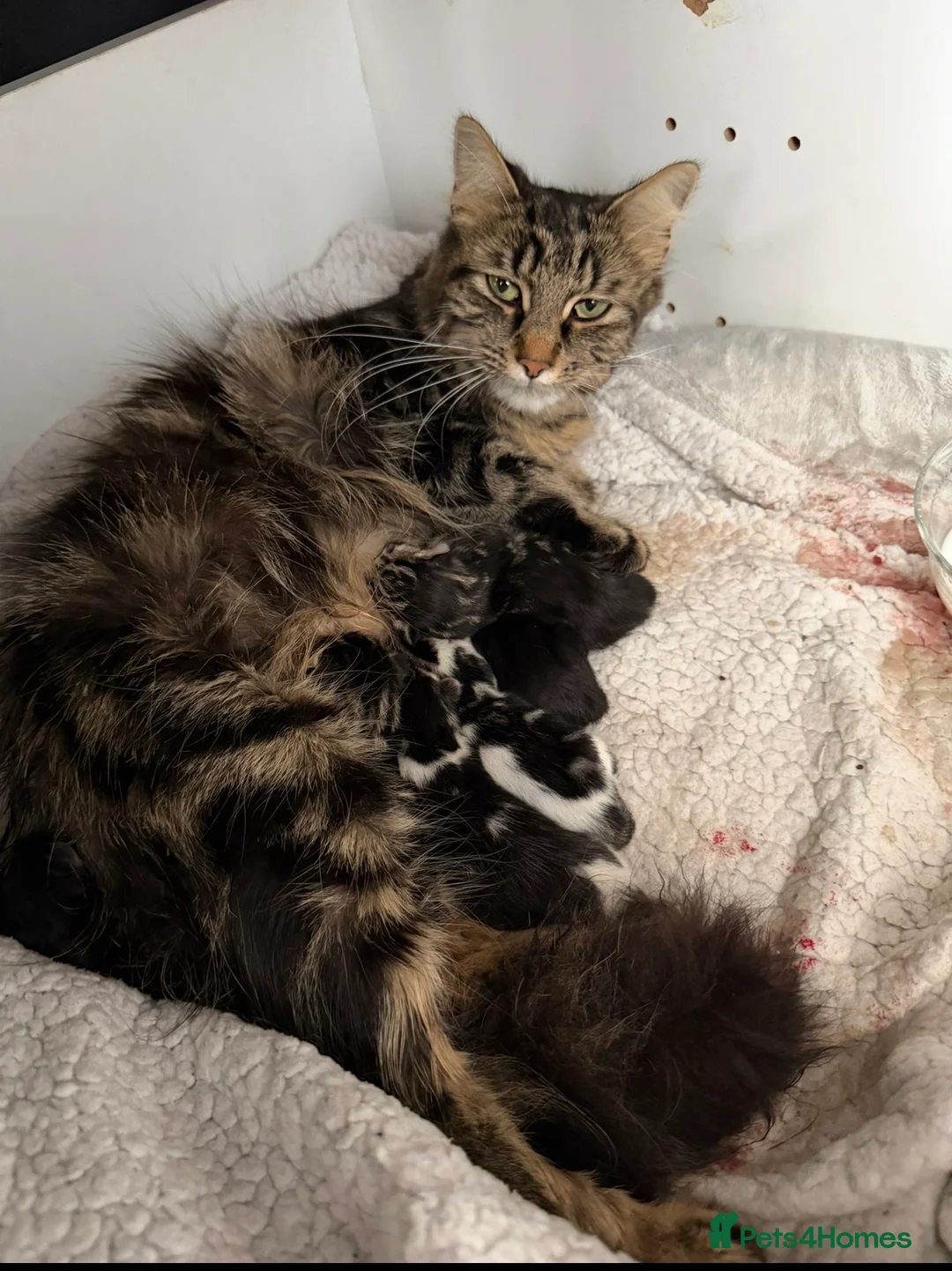 Maine Coon cats for sale: 3x Maine Coon kittens available NOW - Advert 2