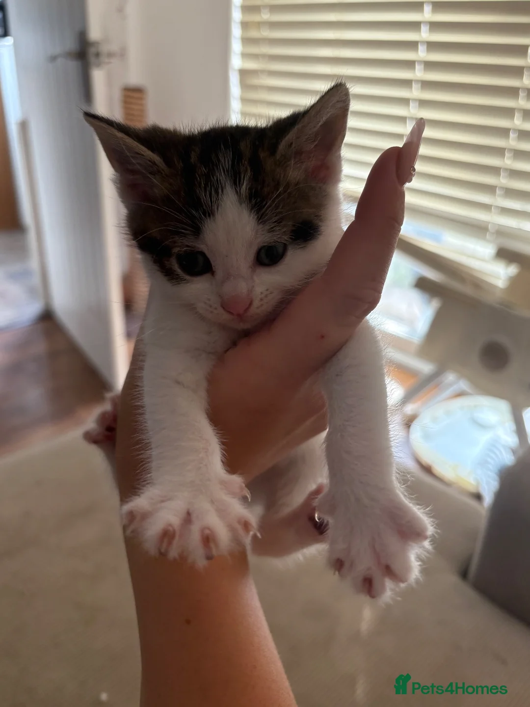 Mixed Breed cats for sale: 4 kittens - Advert 1