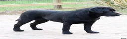 Labrador Retriever dogs for sale: Fully health tested parents - show Labradors  - Advert 5