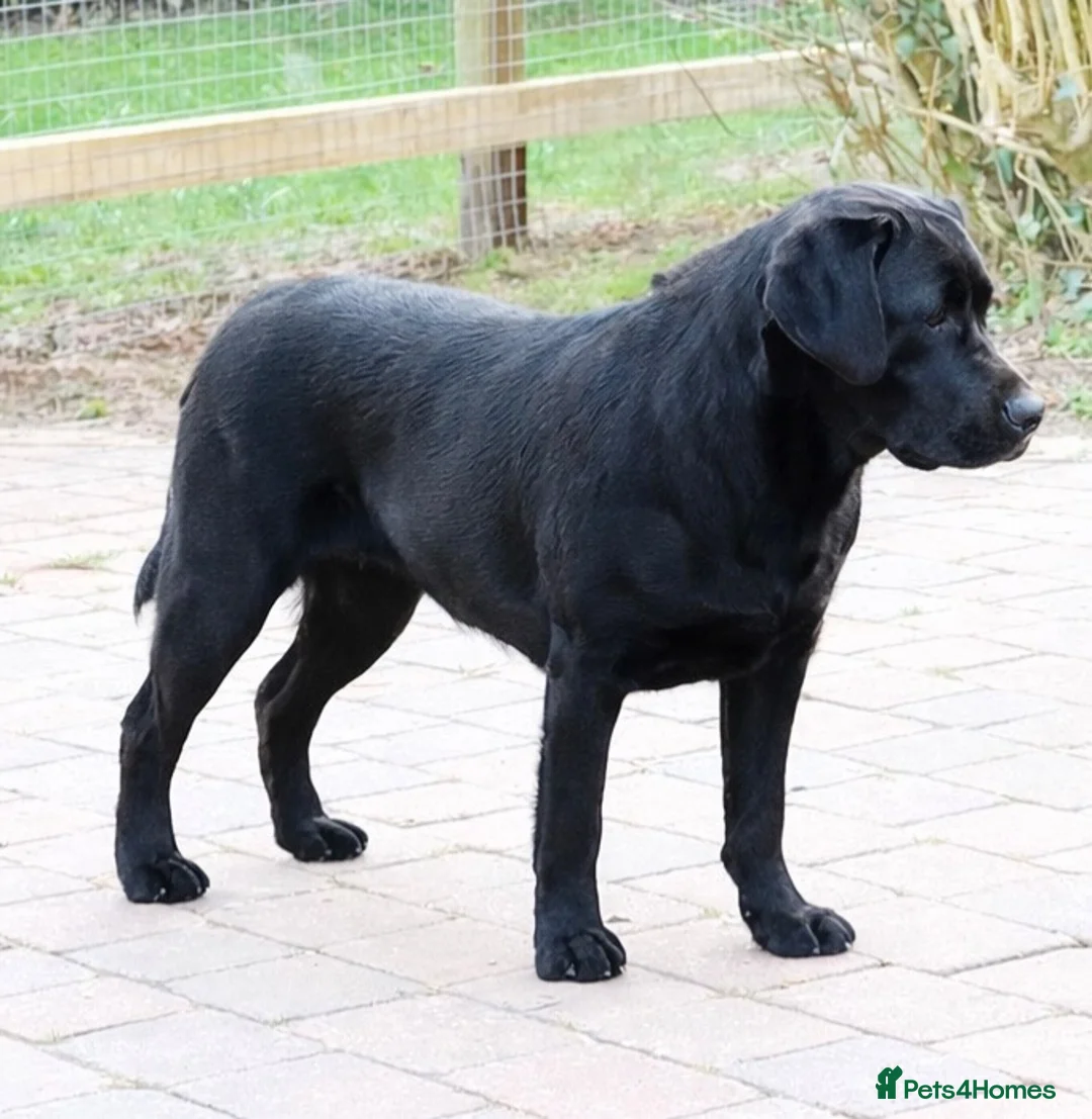 Labrador Retriever dogs for sale: Champion Sired | Fully Health Tested. Show puppies - Advert 8