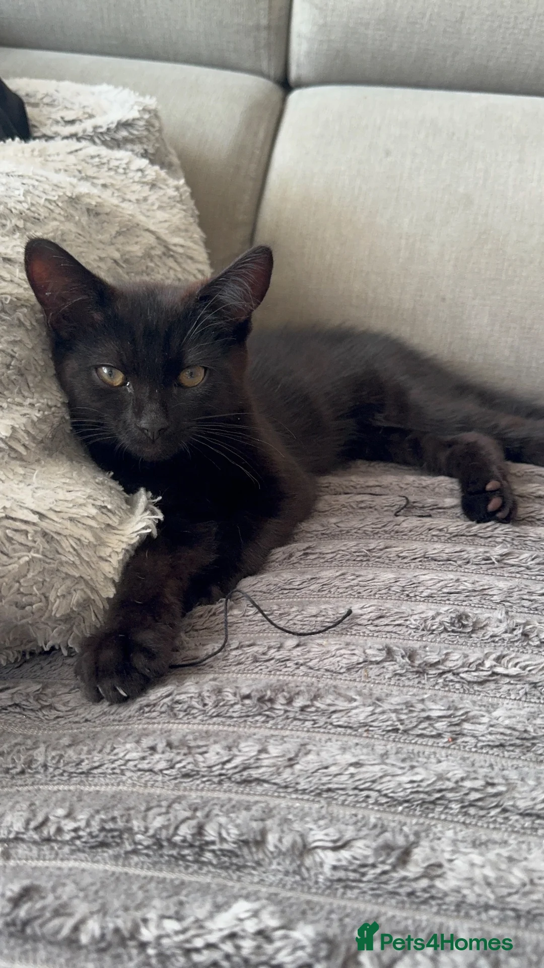 Mixed Breed cats for sale: Cute mixed breed kitten - Advert 1