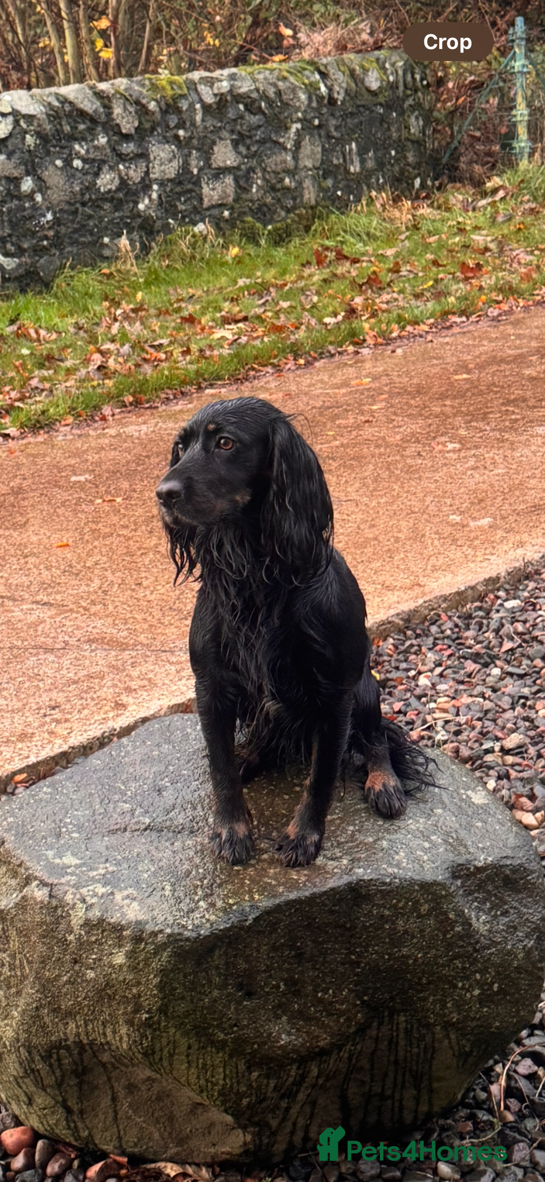 Cocker Spaniel dogs for sale: Health tested KC Registered working cocker Spaniel - Advert 4