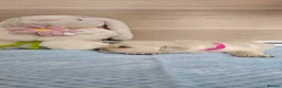 Golden Retriever dogs for sale: KC Registered Showline Golden Retriever Puppies - Advert 37