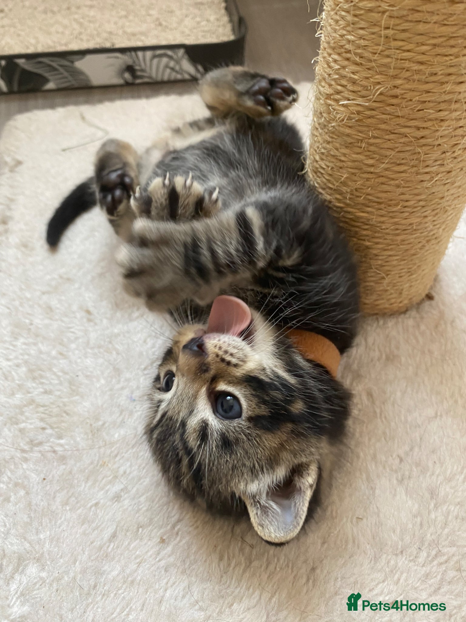 Mixed Breed cats Bengal cross American shorthairxBombay kittens 🐱  - Advert 2