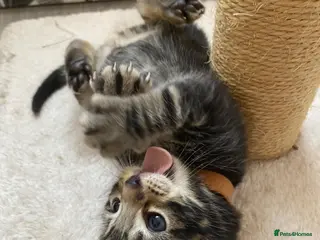 Mixed Breed cats Bengal cross American shorthairxBombay kittens 🐱 - Advert 2