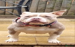 American Bully dogs for sale: Pocket bully female in Milton Keynes - Image 1