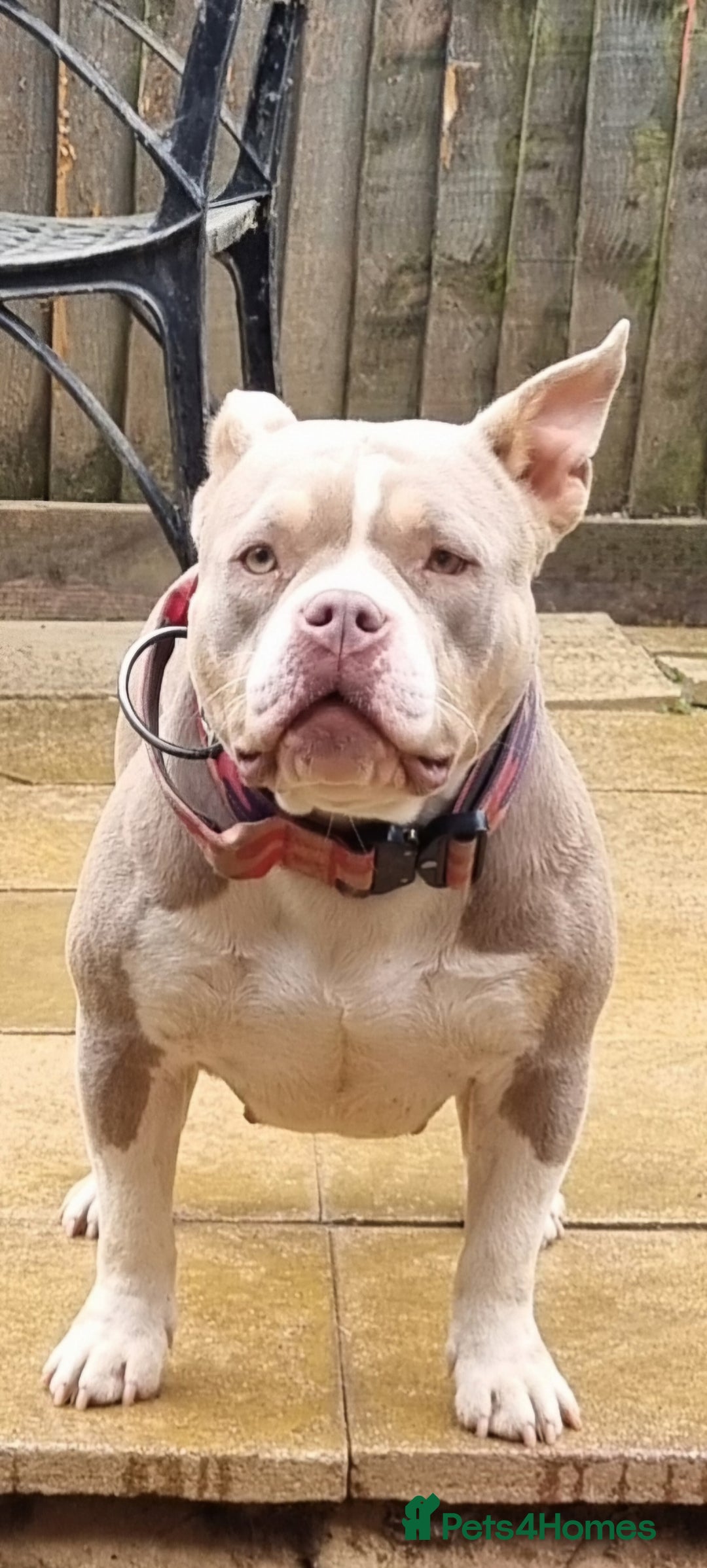 American Bully dogs for sale: Pocket bully female in Milton Keynes - Image 1