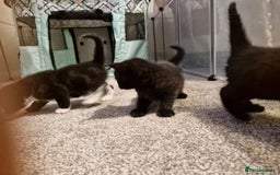 Domestic Shorthair cats for sale: Domestic shorthair/medium hair kittens - Image 8