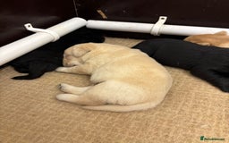 Labrador Retriever dogs for sale: Show Chunky Black & Yellow Labradors  - Advert 2