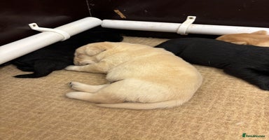 Labrador Retriever dogs - Advert 6