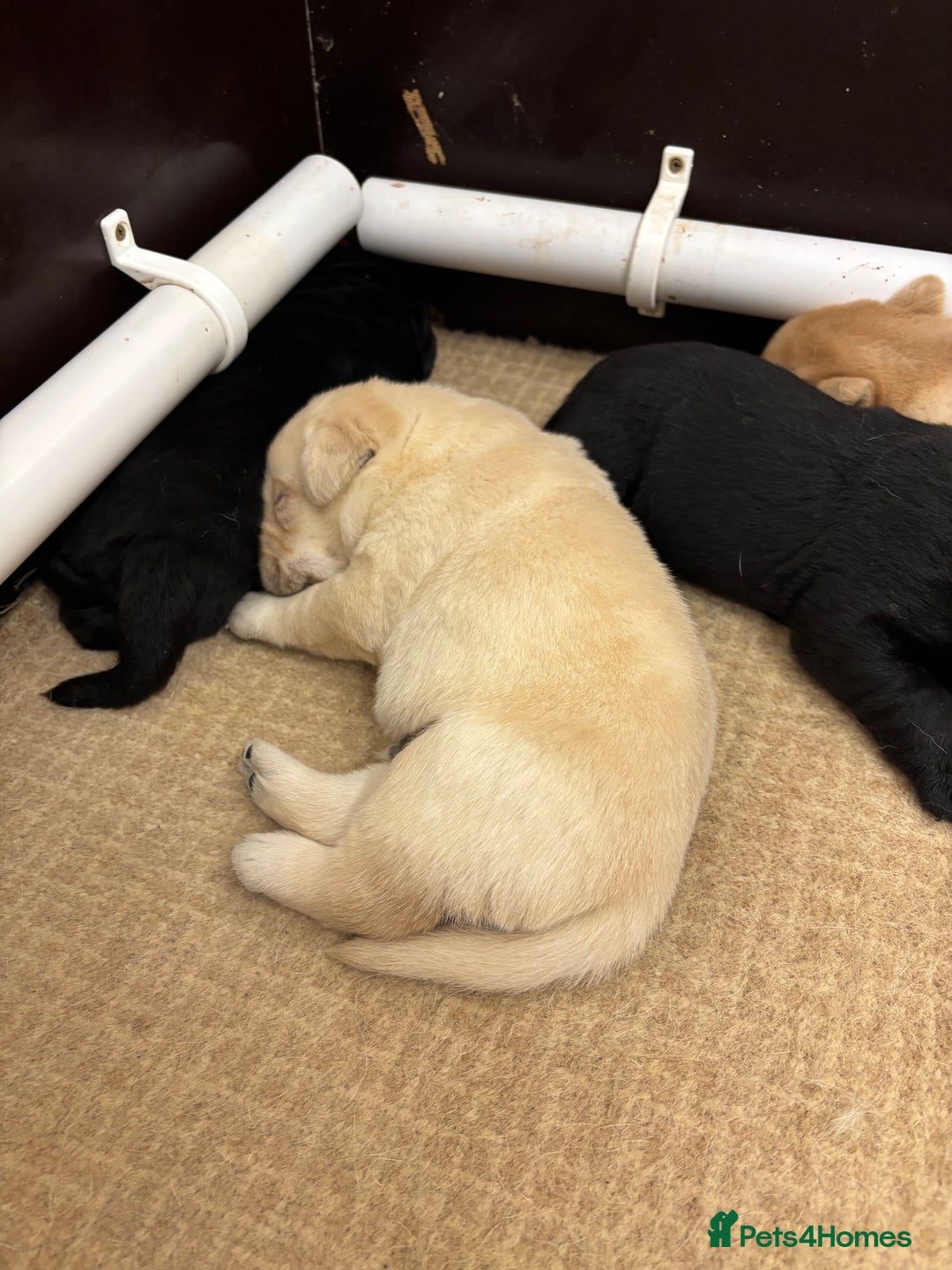 Labrador Retriever dogs for sale: Show Chunky Black & Yellow Labradors  - Advert 2