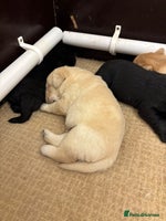 Labrador Retriever dogs - Advert 7