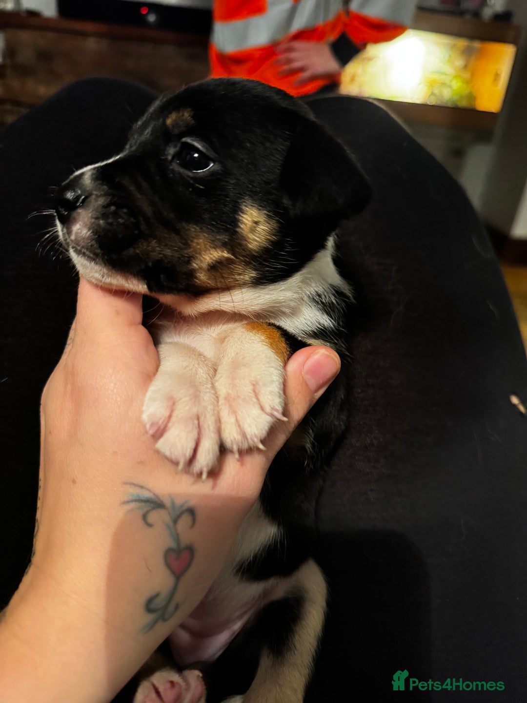 Mixed Breed dogs for sale: Pups for sale  - Advert 35