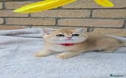 British Shorthair cats for sale: Gorgeous golden fluffs ready now in Peterborough - Image 9