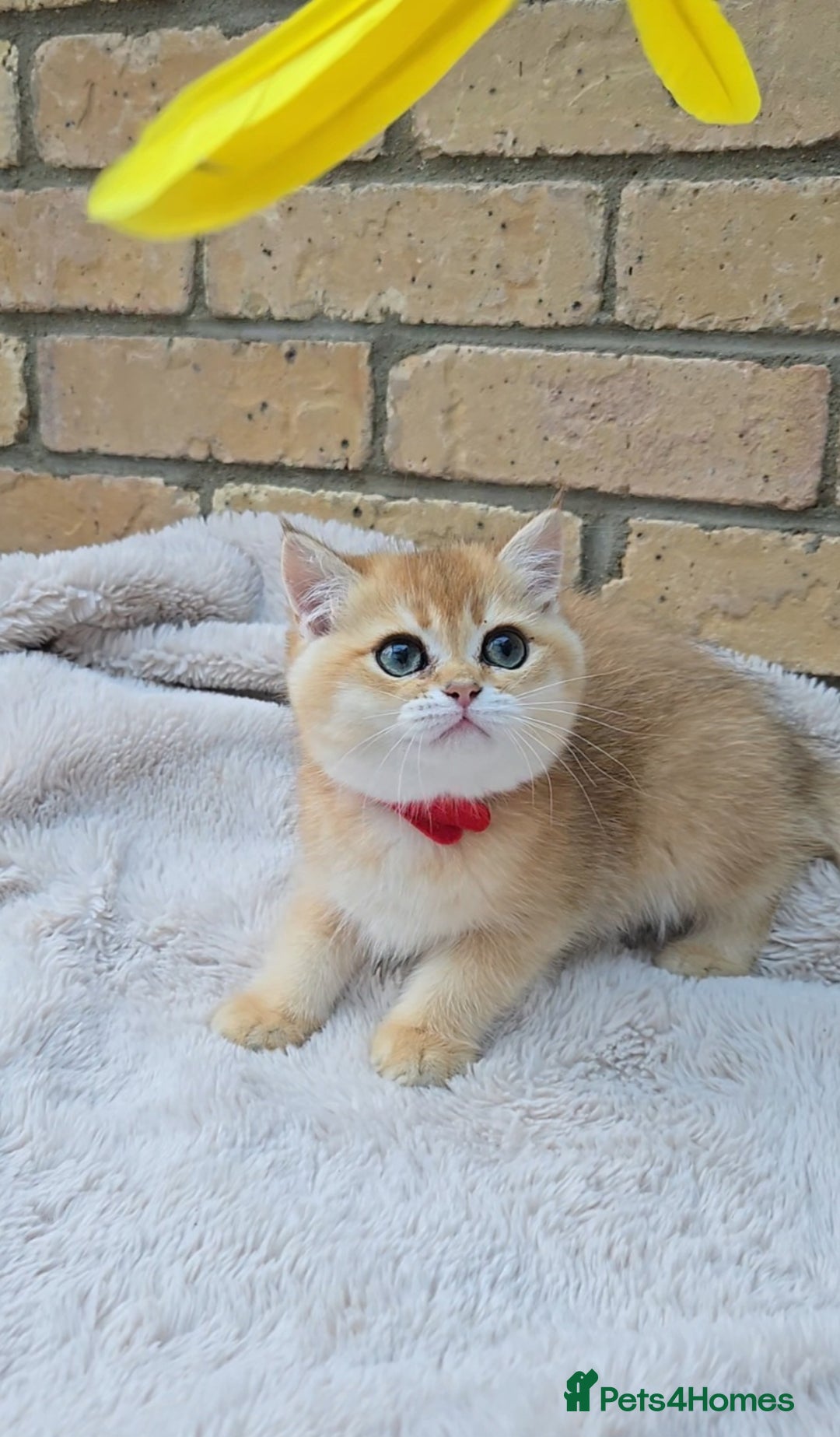 British Shorthair cats for sale: Gorgeous golden fluffs ready now in Peterborough - Image 9