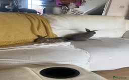 English rabbits for sale: Bunnies with full set up - Image 5