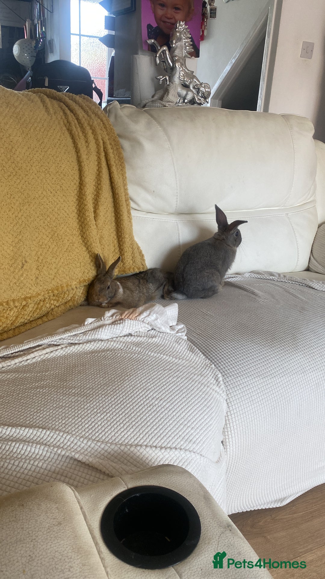 English rabbits for sale: Bunnies with full set up - Image 5