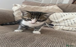Domestic Shorthair cats for sale: 6 beautiful kittens for sale - Image 2