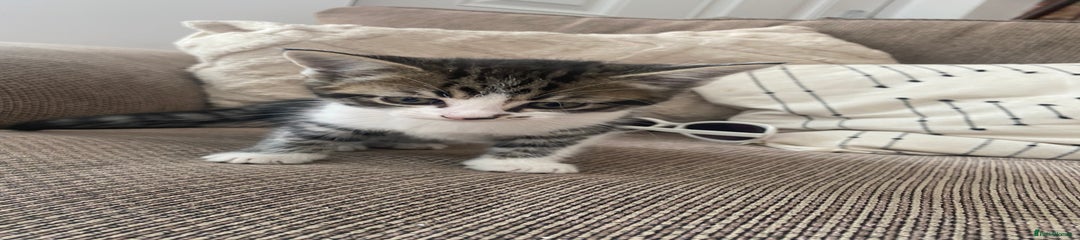 Domestic Shorthair Kitten 4