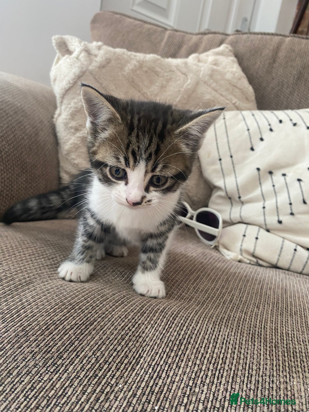 Domestic Shorthair cats for sale: 6 beautiful kittens for sale - Image 2