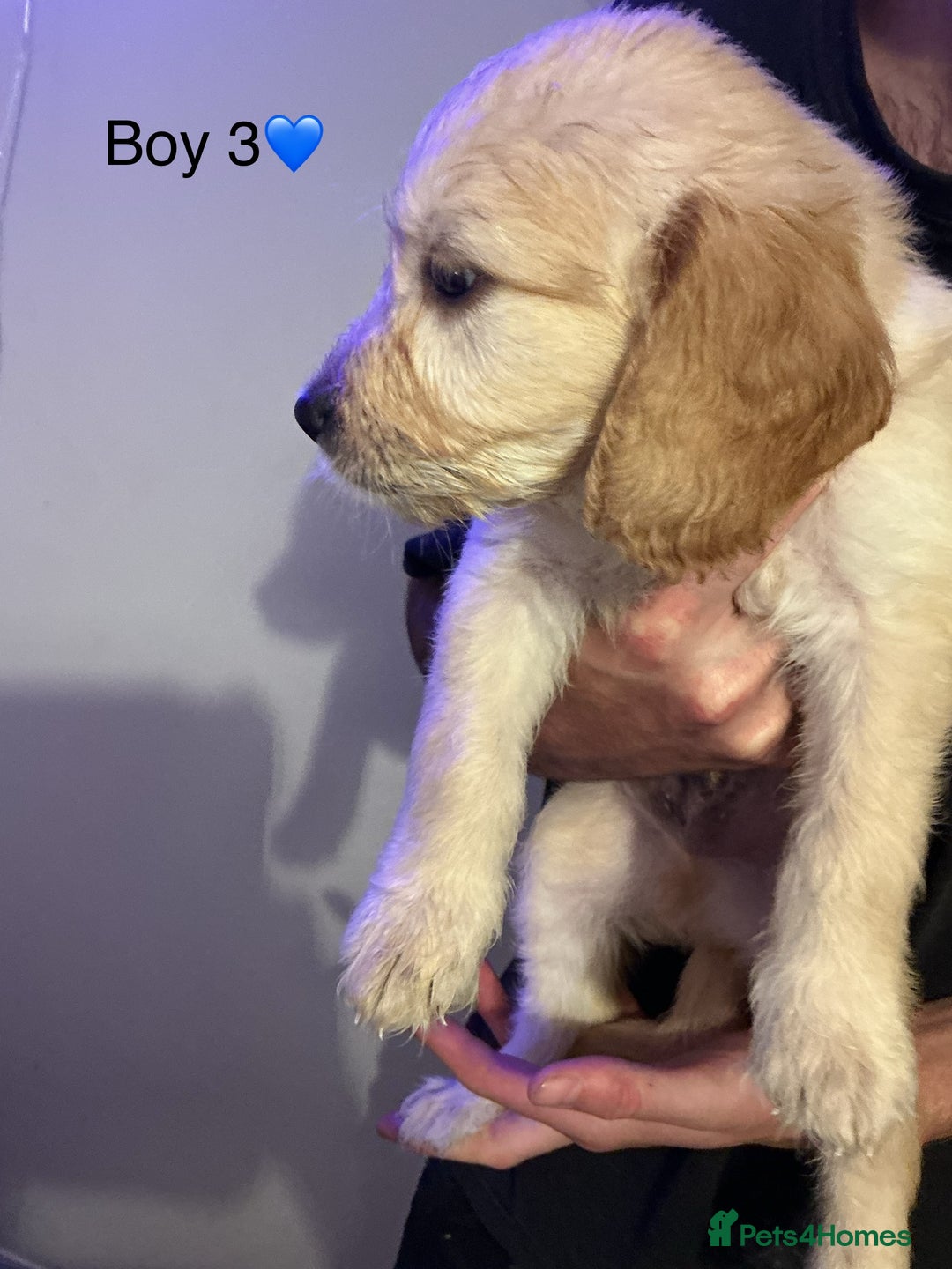 Mixed Breed dogs for sale: Beautiful chunky golden retriever x cockapoos  - Image 7