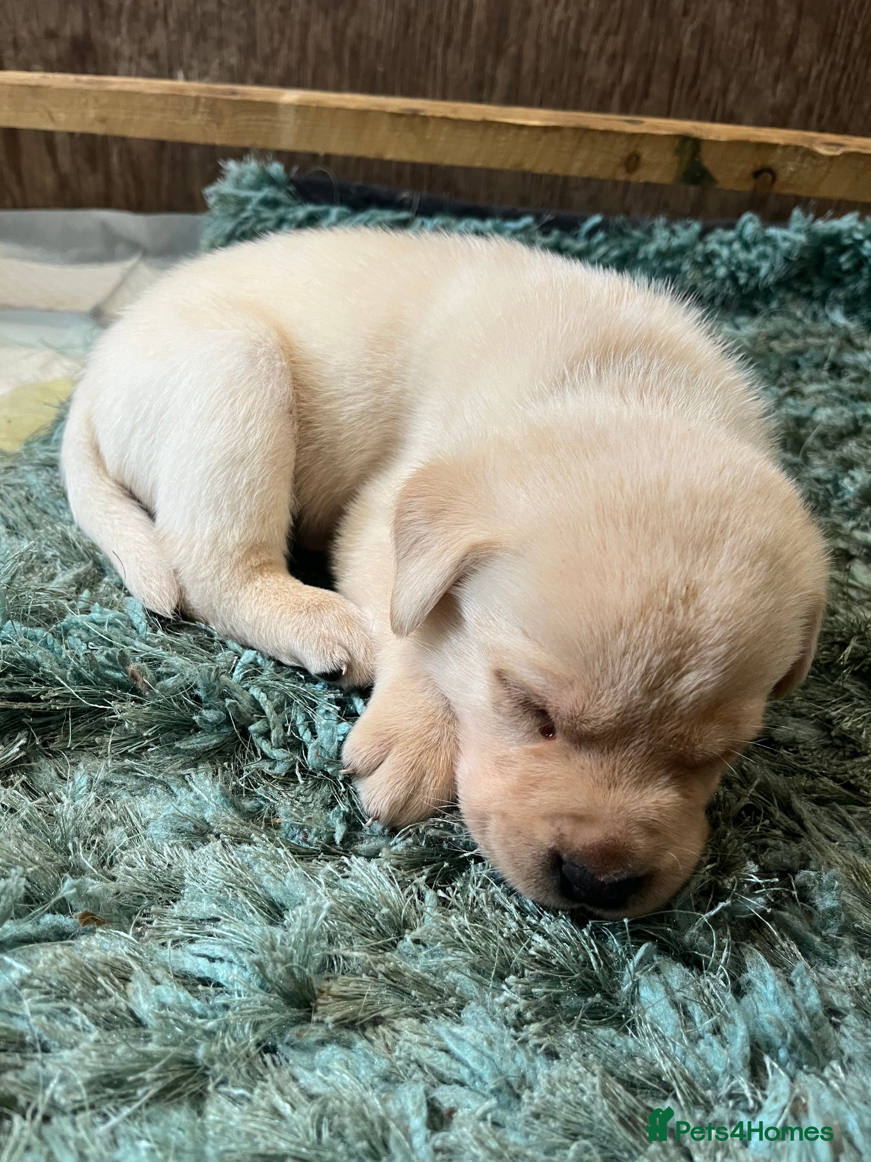 Labrador Retriever dogs for sale: Pedigree Labrador Pups  - Advert 4