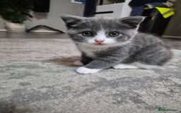 British Shorthair cats for sale: Adorable British Shorthair x Persian Kittens  - Image 28