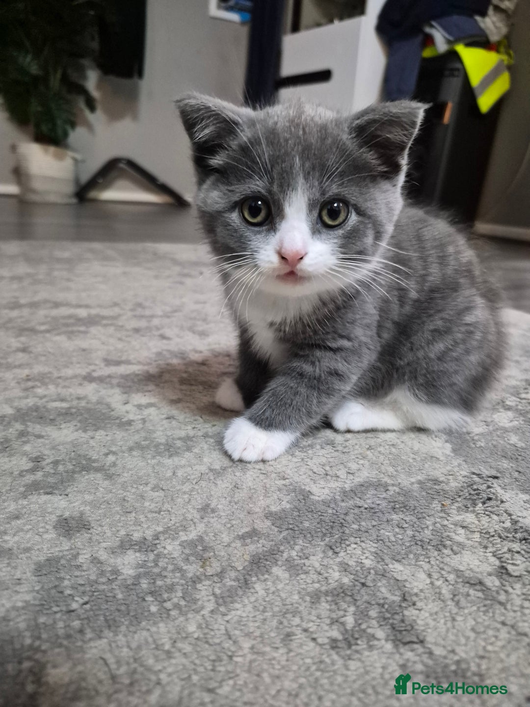 British Shorthair cats for sale: Adorable British Shorthair x Persian Kittens  - Image 28
