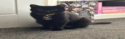 Mixed Breed dogs for sale: 2x female cats rehome TOGETHER! ASAP. - Advert 2
