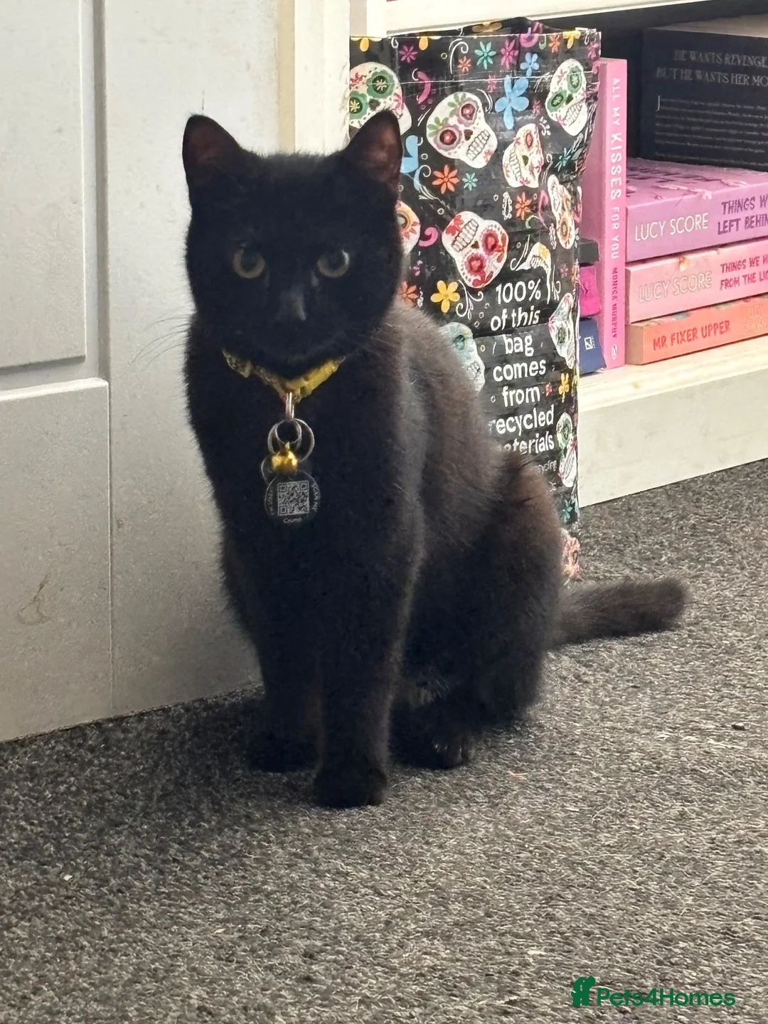 Mixed Breed dogs for sale: 2x female cats rehome TOGETHER! ASAP. - Advert 2